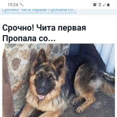 Подробнее об объявлении «Чита Пропала собака кобель помогите найти друга» Фото: пропала собака Немецкая овчарка «Чита Пропала собака кобель помогите найти друга» в г. Чита