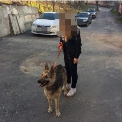 Подробнее об объявлении «Пропала собака овцарка Воронеж» Фото: пропала собака  «Пропала собака овцарка Воронеж» в г. Воронеж