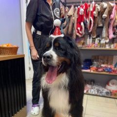 Подробнее об объявлении «Омск Пропала собака кобель бернский зенненхунд кобель в ошейнике» Фото: пропала собака Бернская горная пастушья собака «Омск Пропала собака кобель бернский зенненхунд...» в г. Омск