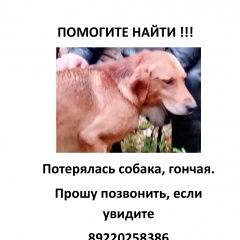 Подробнее об объявлении «Нижний Тагил Пропала собака кобель» Фото: пропала собака Гончая «Нижний Тагил Пропала собака кобель» в г. Нижний Тагил