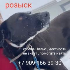 Подробнее об объявлении «Лобня Пропала собака кобель метис лабрадора» Фото: пропала собака  «Лобня Пропала собака кобель метис лабрадора» в г. Лобня