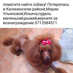 Подробнее об объявлении «Донецк (ДНР) Пропала собака кобель пудель» Фото: пропала собака Пудель «Донецк (ДНР) Пропала собака кобель пудель» в г. Донецк (ДНР)
