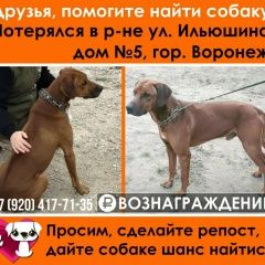 Подробнее об объявлении «Пропала собака кобель Воронеж» Фото: пропала собака Родезийский риджбек «Пропала собака кобель Воронеж» в г. Воронеж