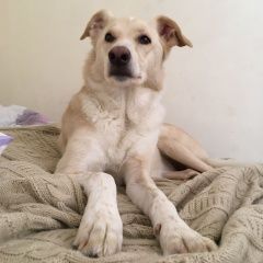 Картинка пропала собака В городе Успенское потерялась собака. Успенское