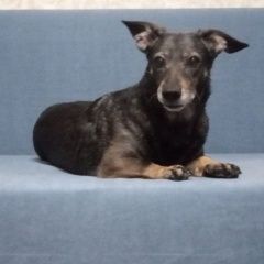 Подробнее об объявлении «Пропала собака коротколапая, черно-серая с подпалинами Самара» Фото: пропала собака Такса «Пропала собака коротколапая, черно-серая с...» в г. Самара