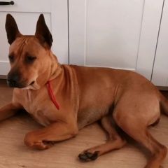 Подробнее об объявлении «Пропала собака ло кудрово столичная 4-4 п2 Санкт-Петербург» Фото: пропала собака  «Пропала собака ло кудрово столичная 4-4 п2...» в г. Санкт-Петербург