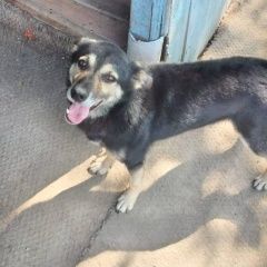 Подробнее об объявлении «Омск Пропала собака кобель с оранжевой биркой в ухе» Фото: пропала собака  «Омск Пропала собака кобель с оранжевой биркой в...» в г. Омск