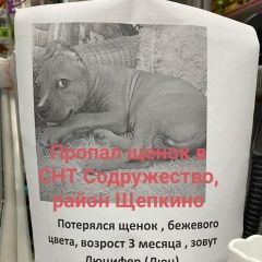 Подробнее об объявлении «Ростов-на-Дону Пропала собака кобель порода стаффорд» Фото: пропала собака  «Ростов-на-Дону Пропала собака кобель порода...» в г. Ростов-на-Дону