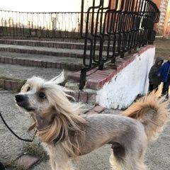 Подробнее об объявлении «Пропала собака кобель Троицк» Фото: пропала собака Китайская хохлатая собака «Пропала собака кобель Троицк» в г. Троицк