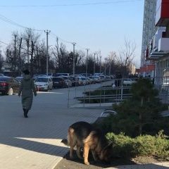 Подробнее об объявлении «Анапа Пропала собака» Фото: пропала собака  «Анапа Пропала собака» в г. Анапа