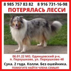 Подробнее об объявлении «Одинцово Пропала собака колли мраморного окраса» Фото: пропала собака Колли «Одинцово Пропала собака колли мраморного окраса» в г. Одинцово