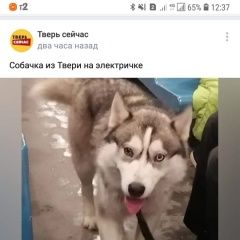 Подробнее об объявлении «Пропала собака кобель хаски Тверь» Фото: пропала собака Сибирская хаски «Пропала собака кобель хаски Тверь» в г. Тверь