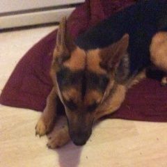 Подробнее об объявлении «Пропала собака кобель молодой кобель, похож на мини овч Москва» Фото: пропала собака  «Пропала собака кобель молодой кобель, похож на...» в г. Москва