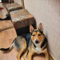 Подробнее об объявлении «Пропала собака кобель Боголюбово» Фото: пропала собака  «Пропала собака кобель Боголюбово» в г. Боголюбово