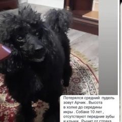 Подробнее об объявлении «Пропала собака кобель чёрный пудель г. Горячий Ключ» Фото: пропала собака Пудель «Пропала собака кобель чёрный пудель г. Горячий...» в г. Горячий Ключ