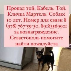 Подробнее об объявлении «Пропала собака домашняя собака Севастополь» Фото: пропала собака Той-терьер «Пропала собака домашняя собака Севастополь» в г. Севастополь