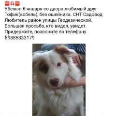 Подробнее об объявлении «Ростов-на-Дону Пропала собака кобель» Фото: пропала собака  «Ростов-на-Дону Пропала собака кобель» в г. Ростов-на-Дону