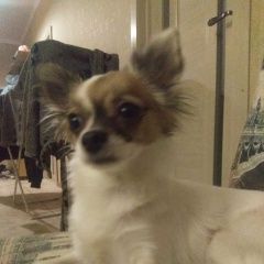 Подробнее об объявлении «Анапа Пропала собака чихуахуа мини» Фото: пропала собака Чихуахуа «Анапа Пропала собака чихуахуа мини» в г. Анапа