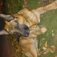 Подробнее об объявлении «Пропала собака кобель помогите, пожалуйста Самара» Фото: пропала собака Немецкая овчарка «Пропала собака кобель помогите, пожалуйста Самара» в г. Самара