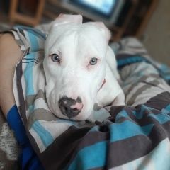 Подробнее об объявлении «Тюмень Пропала собака белая глухая девочка стаф» Фото: пропала собака  «Тюмень Пропала собака белая глухая девочка стаф» в г. Тюмень