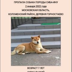 Картинка пропала собака В городе Коломна потерялся собакен. Коломна