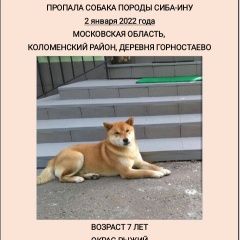 Подробнее об объявлении «Коломна Пропала собака кобель» Фото: пропала собака  «Коломна Пропала собака кобель» в г. Коломна