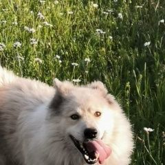 Подробнее об объявлении «Калтан Пропала собака кобель» Фото: пропала собака  «Калтан Пропала собака кобель» в г. Калтан