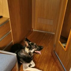 Подробнее об объявлении «Анапа Пропала собака восточно-европейская овчарка» Фото: пропала собака Восточно-европейская овчарка «Анапа Пропала собака восточно-европейская овчарка» в г. Анапа