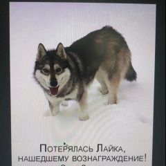 Подробнее об объявлении «Красноярск Пропала собака лайка» Фото: пропала собака Русско-европейская лайка «Красноярск Пропала собака лайка» в г. Красноярск
