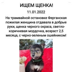 Свежие Фото Найденных Собак В Екатеринбурге
