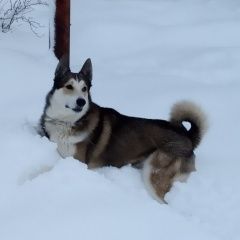 Подробнее об объявлении «Пропала собака кобель западно-сибирской лайка. Саратов» Фото: пропала собака Западно-сибирская лайка «Пропала собака кобель западно-сибирской лайка....» в г. Саратов