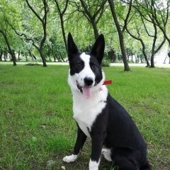 Подробнее об объявлении «Пропала собака кобель Санкт-Петербург» Фото: пропала собака  «Пропала собака кобель Санкт-Петербург» в г. Санкт-Петербург