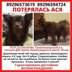 Подробнее об объявлении «Пропала собака ищем Солнечногорск» Фото: пропала собака Той-терьер «Пропала собака ищем Солнечногорск» в г. Солнечногорск