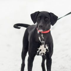 Подробнее об объявлении «Пропала собака помогите, пожалуйста, найти Ломоносов» Фото: пропала собака Курцхаар «Пропала собака помогите, пожалуйста, найти...» в г. Ломоносов