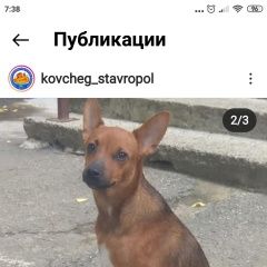 Подробнее об объявлении «Ставрополь Пропала собака кобель сеня, ему около года» Фото: пропала собака  «Ставрополь Пропала собака кобель сеня, ему...» в г. Ставрополь