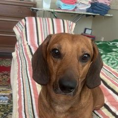 Подробнее об объявлении «Липецк Пропала собака кобель г.» Фото: пропала собака Такса «Липецк Пропала собака кобель г.» в г. Липецк