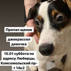 Подробнее об объявлении «Люберцы Пропала собака» Фото: пропала собака  «Люберцы Пропала собака» в г. Люберцы