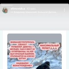 Подробнее об объявлении «Красноярск Пропала собака» Фото: пропала собака Ротвейлер «Красноярск Пропала собака» в г. Красноярск