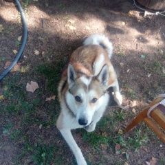 Подробнее об объявлении «Пропала собака кобель лайка кличка франк Самара» Фото: пропала собака Западно-сибирская лайка «Пропала собака кобель лайка кличка франк Самара» в г. Самара