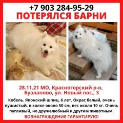 Подробнее об объявлении «Пропала собака кобель Красногорск» Фото: пропала собака Японский шпиц «Пропала собака кобель Красногорск» в г. Красногорск