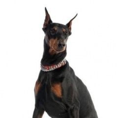 Подробнее об объявлении «Пропала собака Симферополь» Фото: пропала собака Доберман «Пропала собака Симферополь» в г. Симферополь