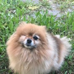 Подробнее об объявлении «Пропала собака, кличка луиза Санкт-Петербург» Фото: пропала собака Померанский шпиц «Пропала собака, кличка луиза Санкт-Петербург» в г. Санкт-Петербург