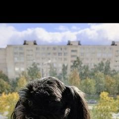 Подробнее об объявлении «Пропала собака Санкт-Петербург» Фото: пропала собака  «Пропала собака Санкт-Петербург» в г. Санкт-Петербург