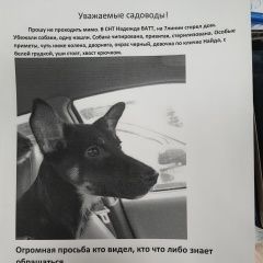Подробнее об объявлении «Пропала собака помогите найти, максимальный репост Санкт-Петербург» Фото: пропала собака  «Пропала собака помогите найти, максимальный...» в г. Санкт-Петербург
