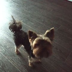 Подробнее об объявлении «Пропала собака кобель Симферополь» Фото: пропала собака Йоркширский терьер «Пропала собака кобель Симферополь» в г. Симферополь