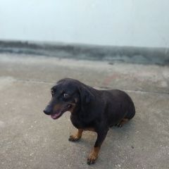 Подробнее об объявлении «Пропала собака. центральный район. Симферополь» Фото: пропала собака  «Пропала собака. центральный район. Симферополь» в г. Симферополь