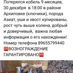 Подробнее об объявлении «Чусовой Пропала собака кобель» Фото: пропала собака Среднеазиатская овчарка «Чусовой Пропала собака кобель» в г. Чусовой