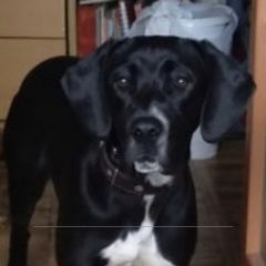 Подробнее об объявлении «Пропала собака Санкт-Петербург» Фото: пропала собака  «Пропала собака Санкт-Петербург» в г. Санкт-Петербург