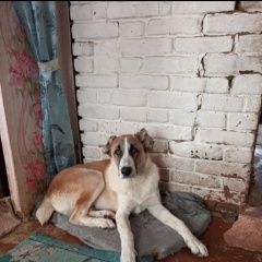 Подробнее об объявлении «Чусовой Пропала собака кобель» Фото: пропала собака Среднеазиатская овчарка «Чусовой Пропала собака кобель» в г. Чусовой