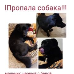 Подробнее об объявлении «Волгоград Пропала собака кобель» Фото: пропала собака  «Волгоград Пропала собака кобель» в г. Волгоград